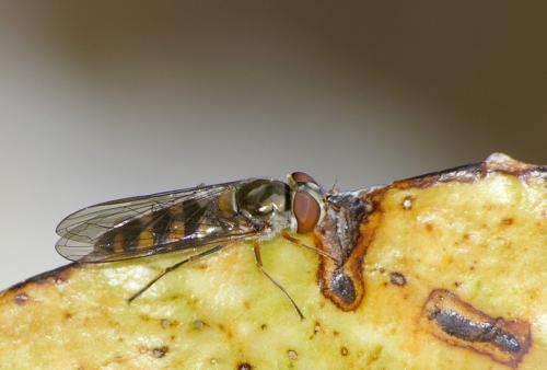Meliscaeva auricollis