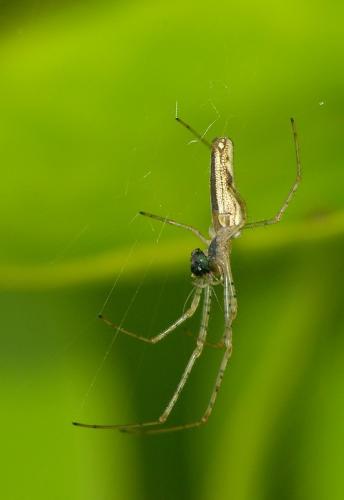 Tetragnatha sp.