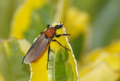 Réf. 18 876 : Bibio hortulanus