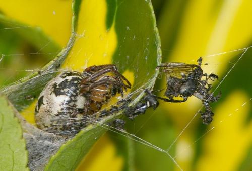 Larinioides cornutus