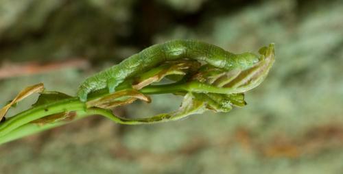 Agriopis leucophaearia