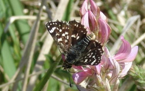 Réf. 18 413 : Spialia sertorius