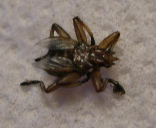 Crataerina pallida