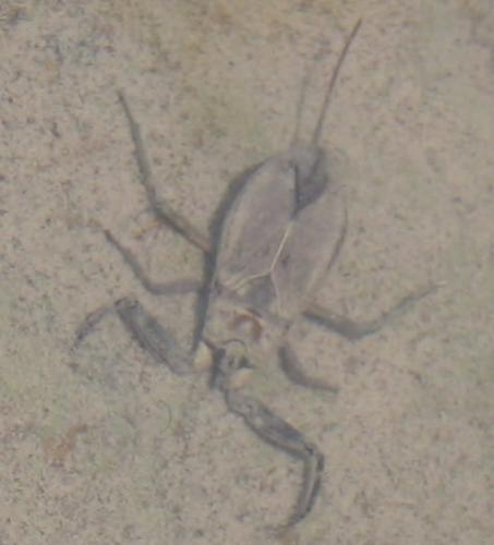Nepa cinerea