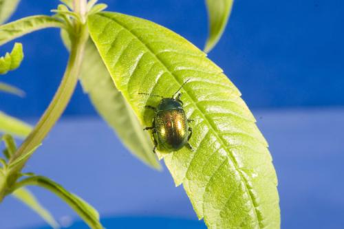 Chrysolina herbacea