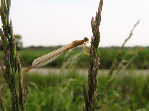 Ischnura pumilio