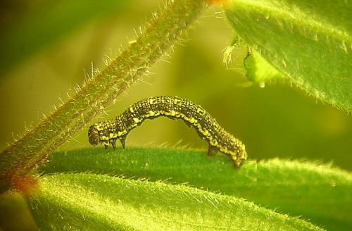 Lycia florentina