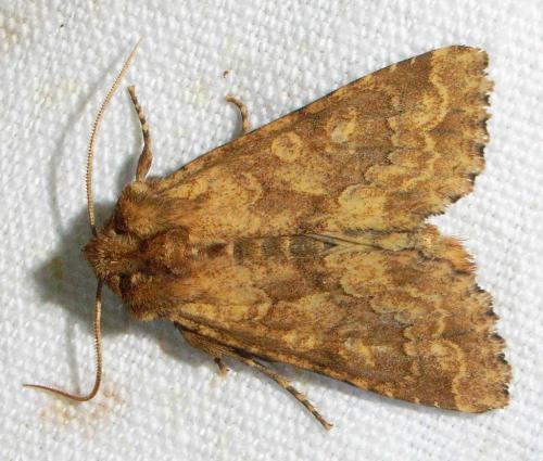 Réf. 18 526 : Conisania luteago
