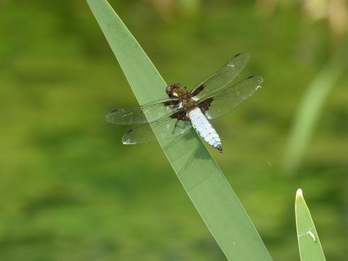 Libellula depressa