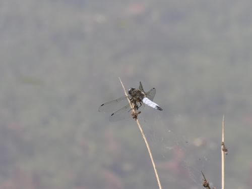 Libellula fulva