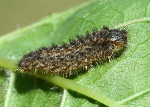 Laeosopis roboris