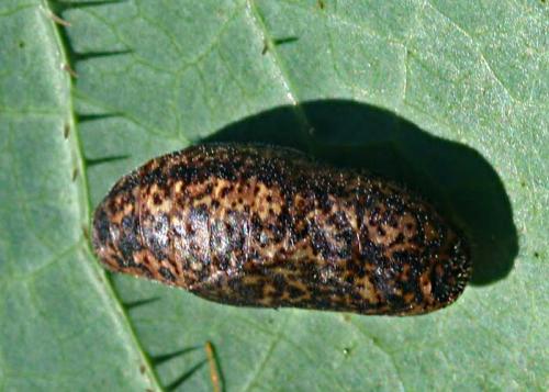 Laeosopis roboris