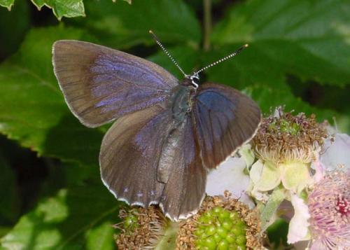 Réf. 18 700 : Laeosopis roboris