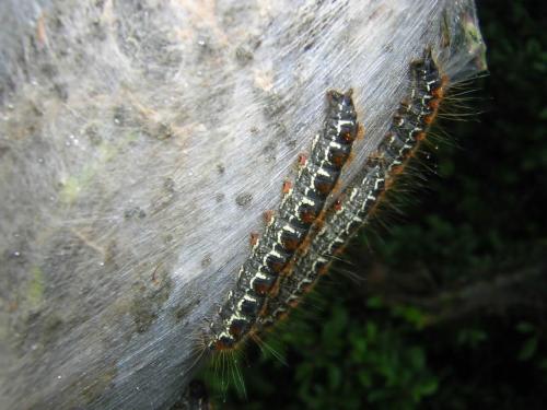 Eriogaster lanestris