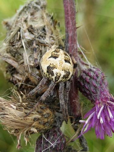 Réf. 18 742 : Larinioides sp.