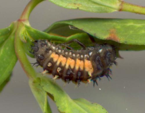 Harmonia axyridis