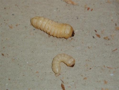 Tragosoma depsarium