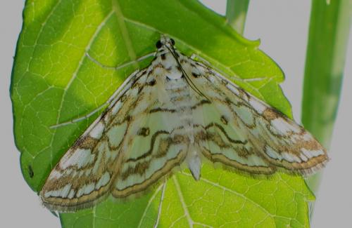 Réf. 18 309 : Elophila nymphaeata