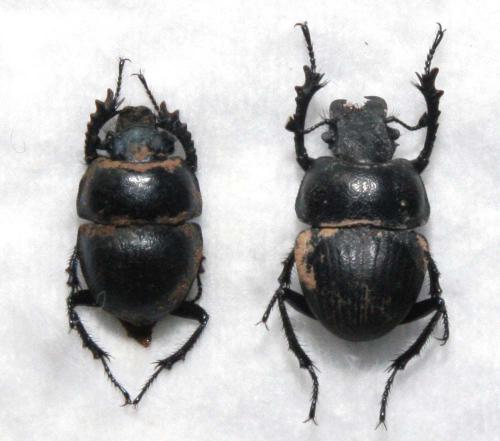 Réf. 18 907 : Lethrus bulbocerus
