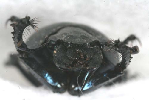 Lethrus bulbocerus