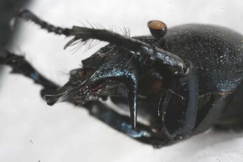 Réf. 18 906 : Lethrus bulbocerus