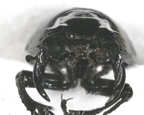 Réf. 18 908 : Lethrus mucronatus