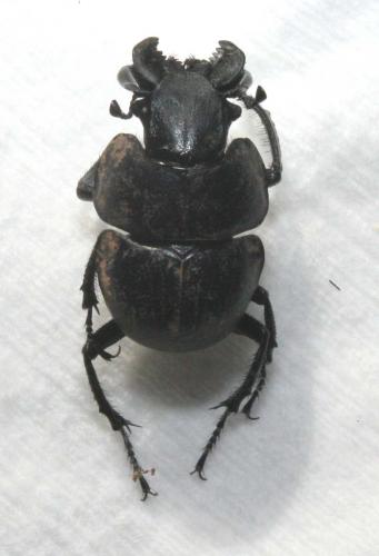 Lethrus mucronatus