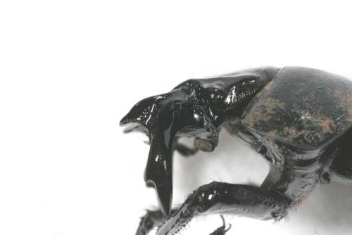 Lethrus mucronatus
