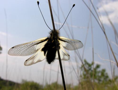 Libelloides coccajus