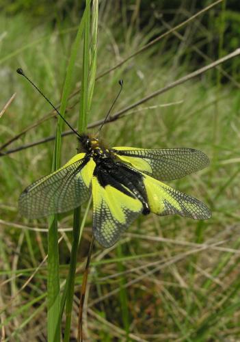Libelloides coccajus