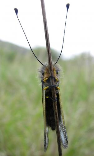 Libelloides coccajus