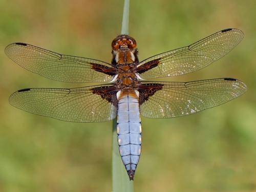 Réf. 18 893 : Libellula depressa