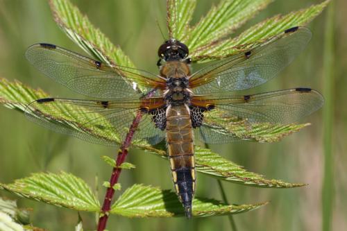 Réf. 18 200 : Libellula quadrimaculata