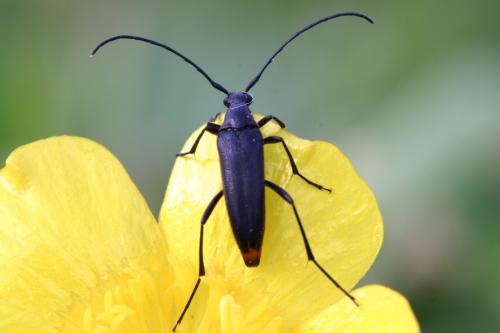 Rutpela nigra