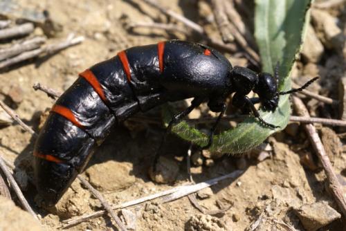 Berberomeloe majalis