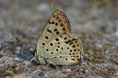 Réf. 18 185 : Lycaena tityrus