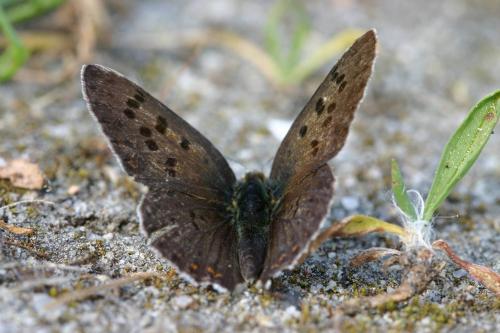 Lycaena tityrus