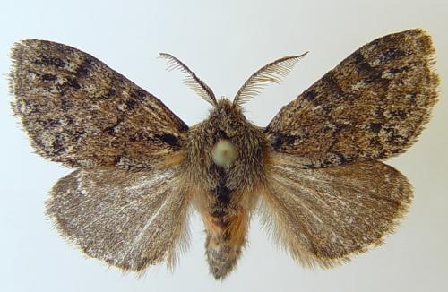 Lymantria atlantica