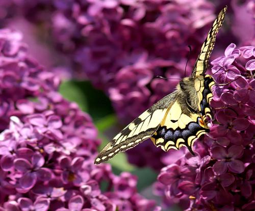 Papilio machaon