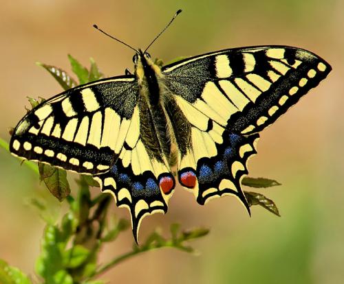 Réf. 18 084 : Papilio machaon