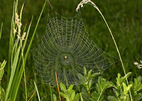 Mangora acalypha