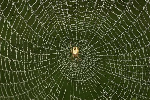 Mangora acalypha