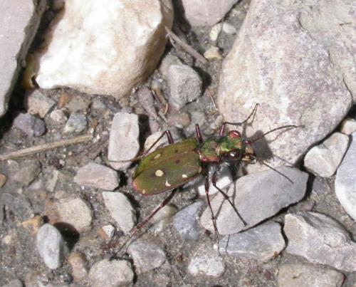 Cicindela campestris