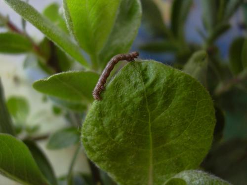 Colotois pennaria