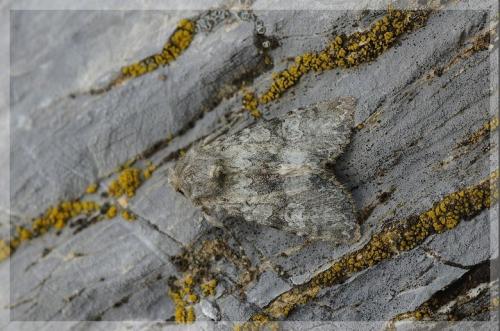 Mniotype anilis