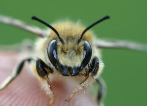 Megachile circumcincta