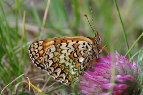 Melitaea phoebe