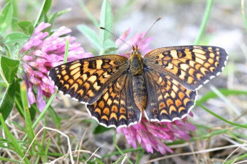 Melitaea phoebe