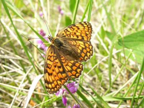 Réf. 18 372 : Melitaea phoebe