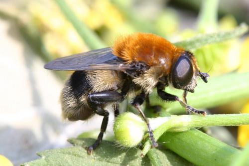 Merodon equestris